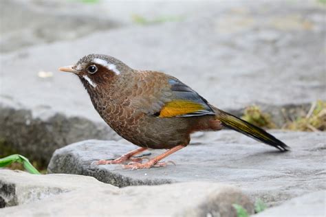 有白眉的鳥|金翼白眉 Taiwan Laughing Thrush (Garrulax。